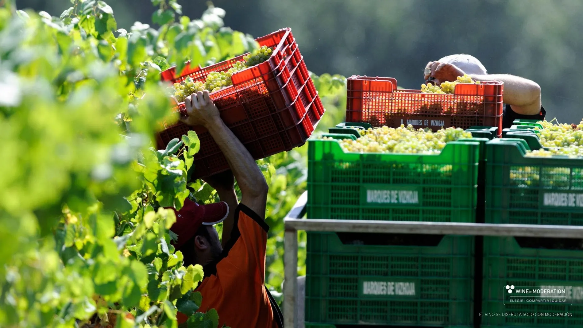 Unidad de Vinos