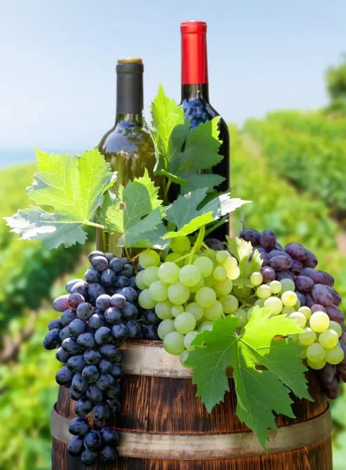 Unidad de Vinos